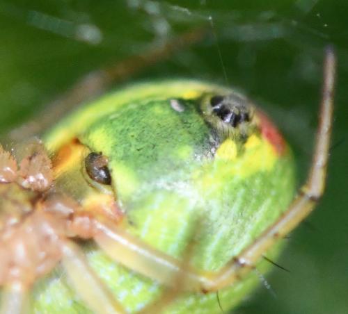 Araniella opisthographa